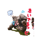 トイプードル ボッピ家語録2（個別スタンプ：5）