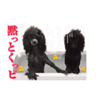 トイプードル ボッピ家語録2（個別スタンプ：8）