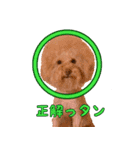 トイプードル ボッピ家語録2（個別スタンプ：10）
