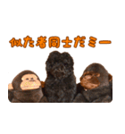 トイプードル ボッピ家語録2（個別スタンプ：13）