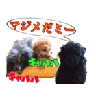 トイプードル ボッピ家語録2（個別スタンプ：16）