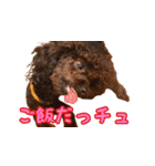 トイプードル ボッピ家語録2（個別スタンプ：17）