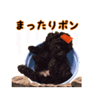 トイプードル ボッピ家語録2（個別スタンプ：22）