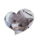 困り顔の猫。しらたまちゃん日常スタンプ。（個別スタンプ：1）