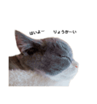 困り顔の猫。しらたまちゃん日常スタンプ。（個別スタンプ：2）