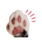 困り顔の猫。しらたまちゃん日常スタンプ。（個別スタンプ：3）
