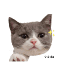 困り顔の猫。しらたまちゃん日常スタンプ。（個別スタンプ：4）