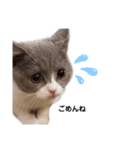 困り顔の猫。しらたまちゃん日常スタンプ。（個別スタンプ：6）
