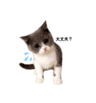 困り顔の猫。しらたまちゃん日常スタンプ。（個別スタンプ：7）