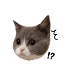 困り顔の猫。しらたまちゃん日常スタンプ。（個別スタンプ：9）