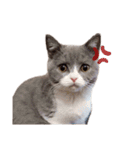 困り顔の猫。しらたまちゃん日常スタンプ。（個別スタンプ：11）