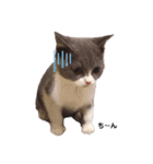 困り顔の猫。しらたまちゃん日常スタンプ。（個別スタンプ：12）