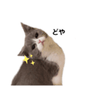 困り顔の猫。しらたまちゃん日常スタンプ。（個別スタンプ：13）