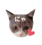 困り顔の猫。しらたまちゃん日常スタンプ。（個別スタンプ：16）