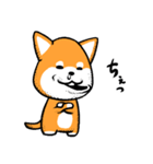 柴犬ゴンゾー（個別スタンプ：36）