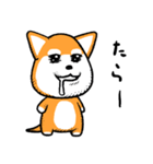 柴犬ゴンゾー（個別スタンプ：40）
