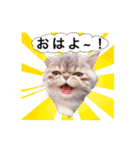 ししゃもですが何か。（個別スタンプ：1）
