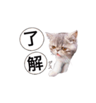 ししゃもですが何か。（個別スタンプ：4）
