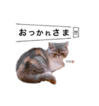 ししゃもですが何か。（個別スタンプ：5）