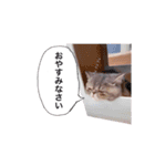 ししゃもですが何か。（個別スタンプ：6）