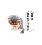 ししゃもですが何か。（個別スタンプ：7）