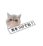ししゃもですが何か。（個別スタンプ：8）