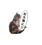 ししゃもですが何か。（個別スタンプ：9）