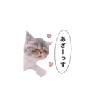 ししゃもですが何か。（個別スタンプ：10）