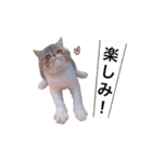 ししゃもですが何か。（個別スタンプ：11）