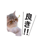 ししゃもですが何か。（個別スタンプ：12）