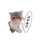 ししゃもですが何か。（個別スタンプ：13）