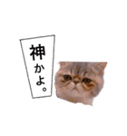 ししゃもですが何か。（個別スタンプ：14）