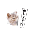 ししゃもですが何か。（個別スタンプ：15）