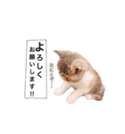 ししゃもですが何か。（個別スタンプ：19）