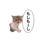 ししゃもですが何か。（個別スタンプ：24）