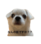 わたあめのわた1（個別スタンプ：14）