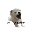 わたあめのわた1（個別スタンプ：20）