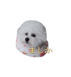 わいのモップ（個別スタンプ：6）