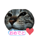 キジトラの殿様3（個別スタンプ：1）
