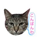 キジトラの殿様3（個別スタンプ：2）