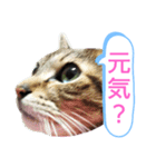キジトラの殿様3（個別スタンプ：3）