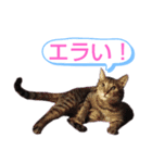 キジトラの殿様3（個別スタンプ：4）