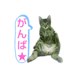 キジトラの殿様3（個別スタンプ：5）