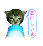 キジトラの殿様3（個別スタンプ：6）