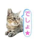 キジトラの殿様3（個別スタンプ：7）