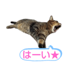 キジトラの殿様3（個別スタンプ：8）