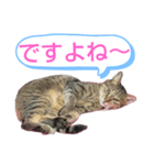 キジトラの殿様3（個別スタンプ：9）