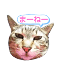 キジトラの殿様3（個別スタンプ：10）