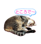 キジトラの殿様3（個別スタンプ：14）