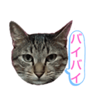 キジトラの殿様3（個別スタンプ：15）